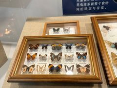 -上海大自然野生昆虫馆(东方明珠·爬宠昆虫探索中心)
