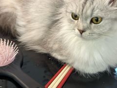 -平行世界·猫咖(首经贸店)