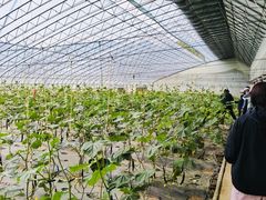 -大连北马山庄