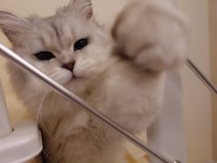 -喜多萌中农锦绣动物医院24H·猫科·牙科MRI·CT