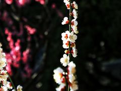 -莘庄公园