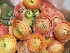 -双季花艺园艺市场(浦东店)