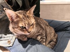 -猫儿山۰猫主题餐厅