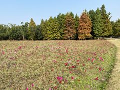 -同里国家湿地公园