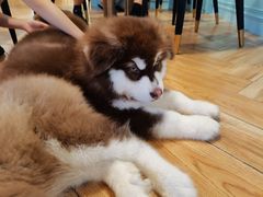 -遇见羊驼·奶狗咖·布偶猫咖·法斗柯基柴犬阿拉斯加(春熙路太古里IFS店)