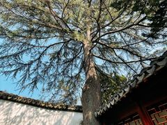 -秋霞圃