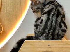 -猫和宫(六道口店)
