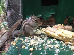 -采粤轩中餐厅(惠州金海湾喜来登度假酒店)
