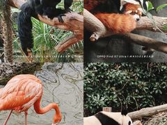 -红山森林动物园