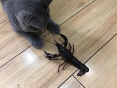 -喵zoo家庭繁育猫舍(尖东智能花园店)