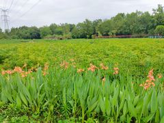 -桤木河湿地公园