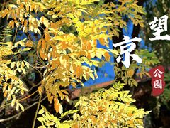 -大望京公园