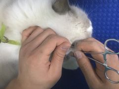 -佳雯宠物医院(金华南路分院)