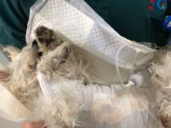 -北京观赏动物医院·24小时大型综合·猫专科·异宠专科