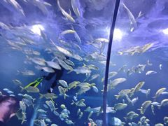 -秦皇岛新澳海底世界