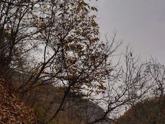 -秦岭风景区