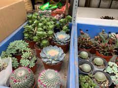 -厦门第七菜市场