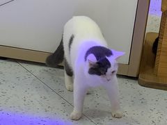 -喵园·猫主题咖啡厅·撸猫·猫咖(国贸店)