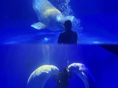 -海合安青岛极地海洋公园