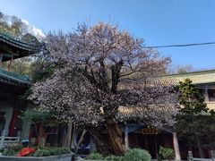 -盘龙寺