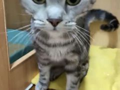 -美联众合动物医院(·中兽医·疑难杂症·严家桥分院)