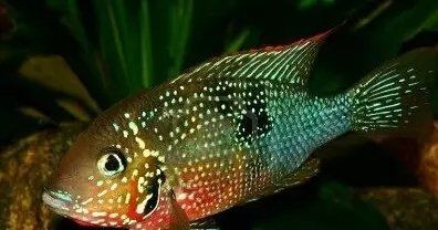 3.红肚火口:不安分,对水草有很强的破坏性.