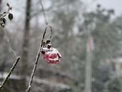 -缙云山景区