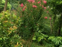 大沙河公园-大沙河公园