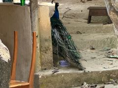 -西双版纳原始森林公园