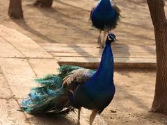 -济南野生动物世界