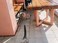 -喵屿·大理花园猫咖