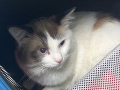 -北京观赏动物医院·24小时大型综合·猫专科·异宠专科