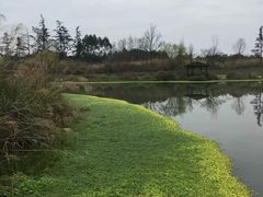 -桤木河湿地公园