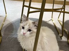 -飞行喵MR PILOT|猫舍·猫咖(静安大融城店)