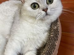 -1013 PET SHOP精品宠物商店(丁香店)