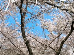 -顾村公园