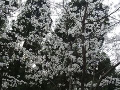 -武汉大学-樱园