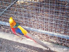 -费瑟代尔野生动物园