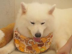 -共舞时光猫咖·狗咖(新街口店)