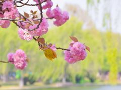 -石家庄市植物园