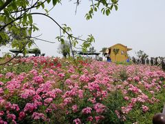 -空港花田景区