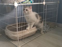 -喵的天空名猫咖啡馆·撸猫·猫舍·用品