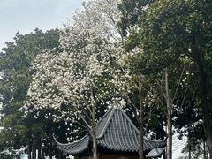 -梅园