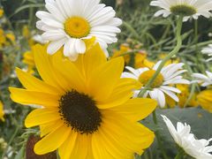 -徐家汇源景区-衡山公园