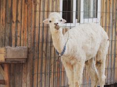 -武汉紫薇都市田园