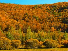 -塞罕坝国家级自然保护区