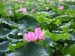 -北山街历史文化街区