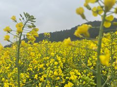-径山花海