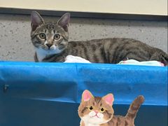 -爱派特动物医院·全科诊疗中心