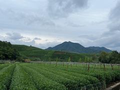 -龙坞茶村